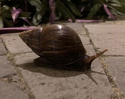 Schnecke