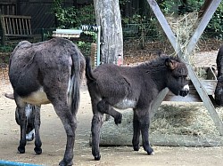 Horses