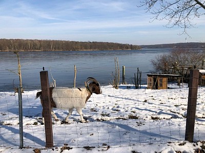 Winterschlaf